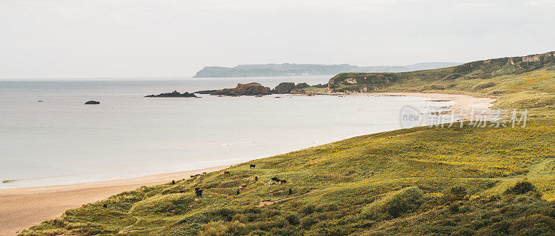 全景或牛放牧在山坡上的白色公园湾海岸线，北爱尔兰