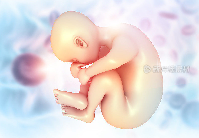 胎儿解剖学。医学背景