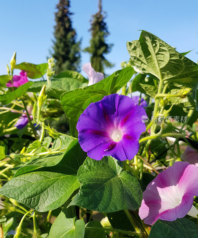 紫色和紫色的牵牛花