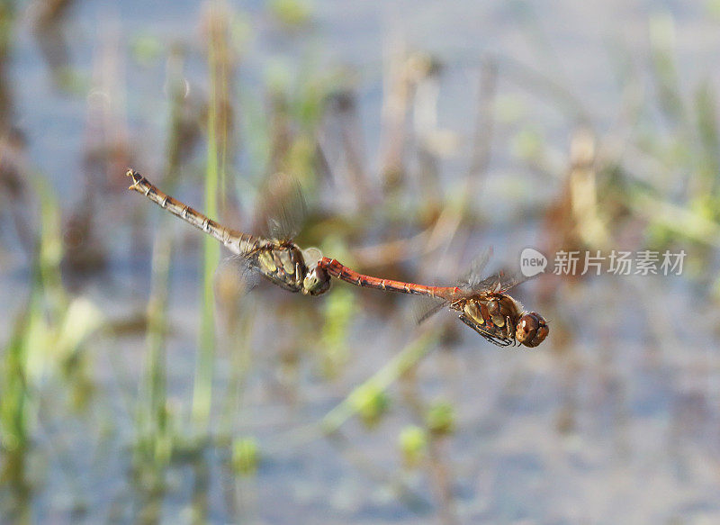 飞镖蜻蜓(纹状合峰)飞行，产卵