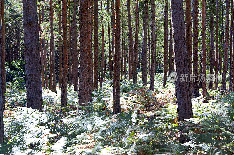 英格兰韦勒姆森林，英国乡村杉树中的野生蕨类