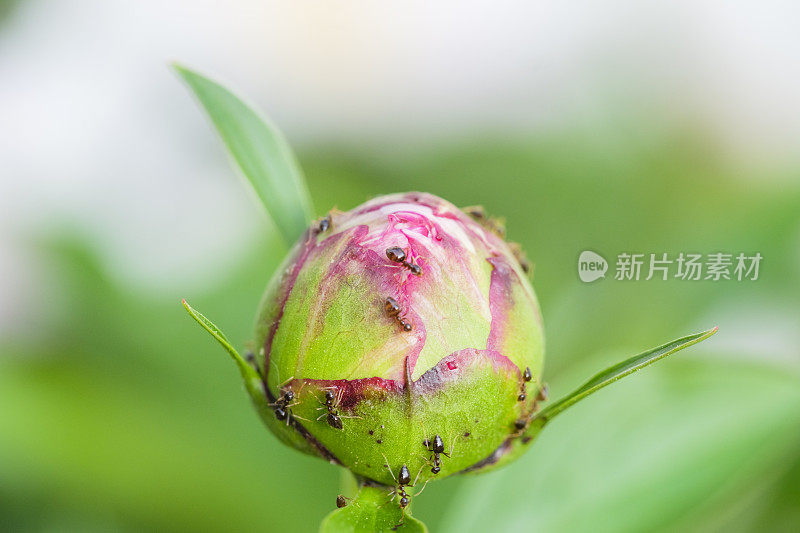 牡丹花蕾与蚂蚁的宏观特写