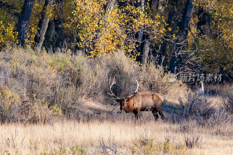 公麋鹿-麋鹿聚集在查尔斯·M·罗素野生动物保护区发情
