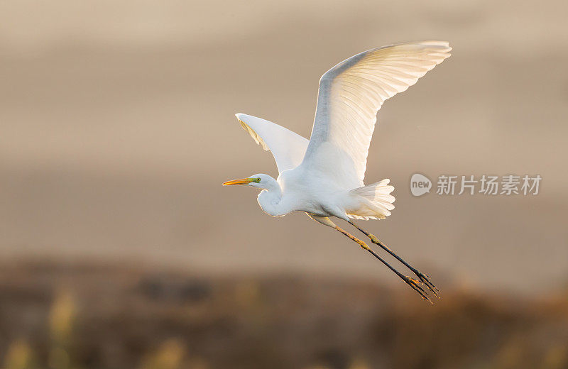 大自然中飞翔的大白鹭。