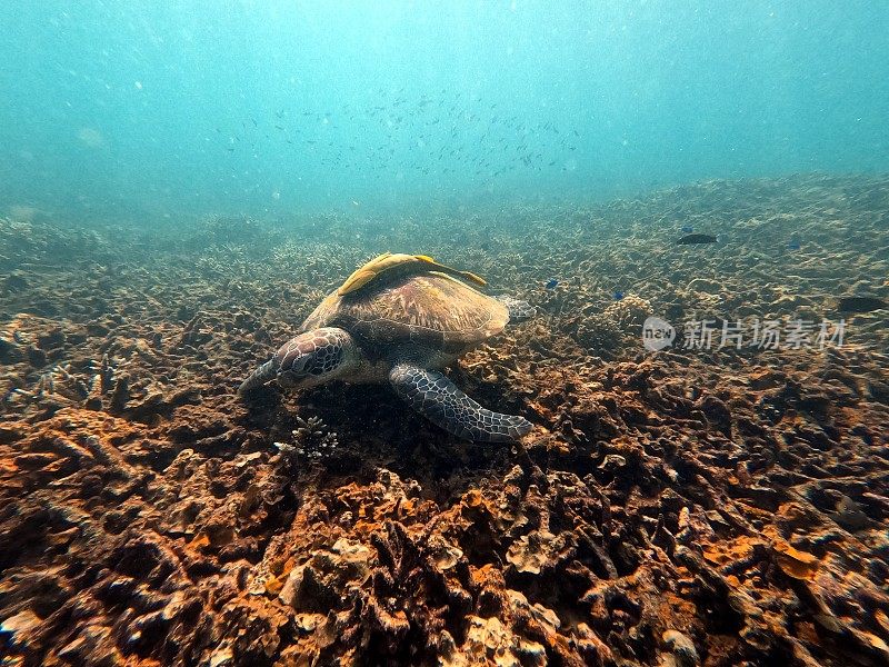 泰国古道海洋生物