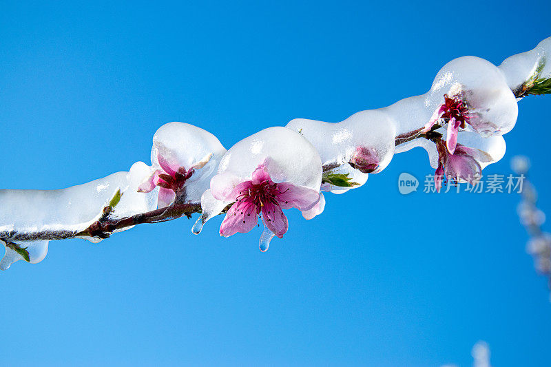 蓝天下桃花枝上的人工防霜雨夹雪