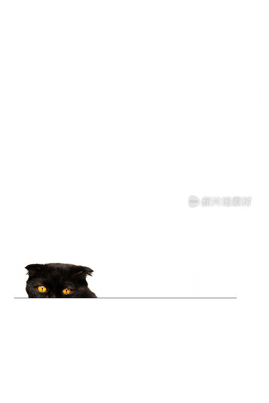 黑色苏格兰折猫看