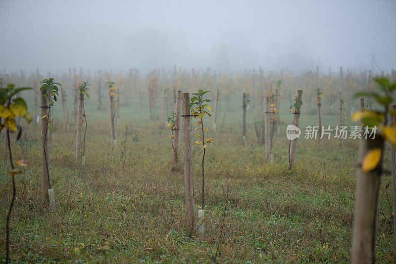 雾蒙蒙的苹果园