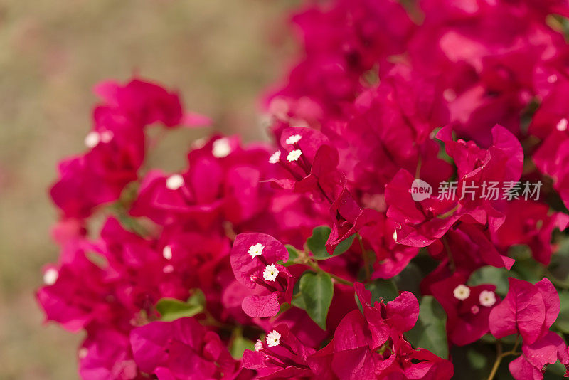 叶子花属特写