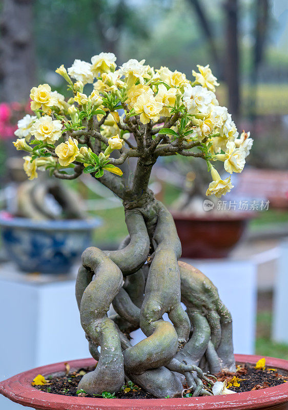 热带鸡蛋花盆景树花盛开在花园里