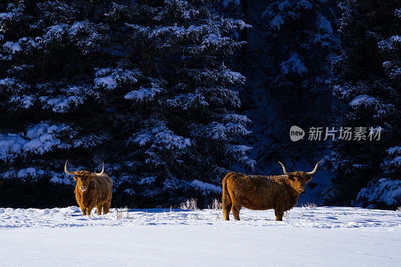 苏格兰高地的牛在寒冷的冬天的早晨雪地里