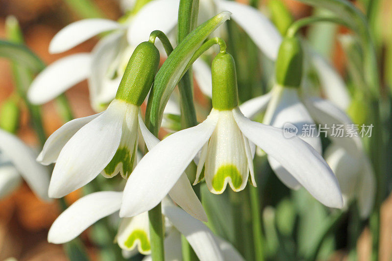 花园里的雪花莲