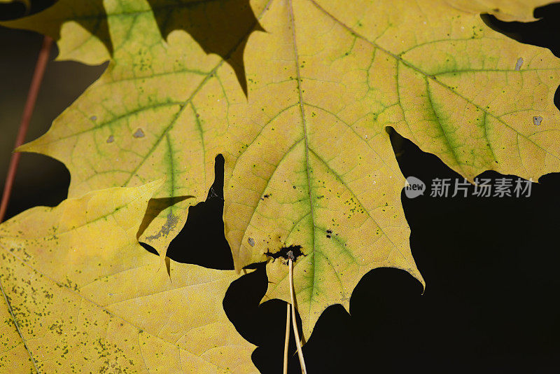 秋天的森林里，枫叶和松针黄带着绿色的脉络