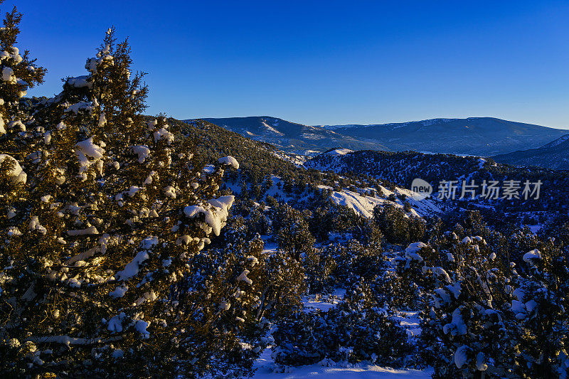 积雪覆盖的松柏林地景观