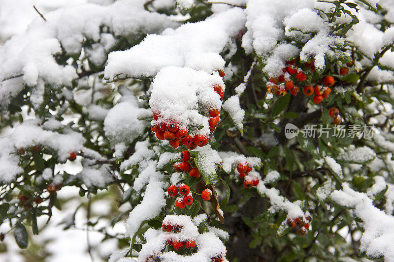 雪覆盖的树