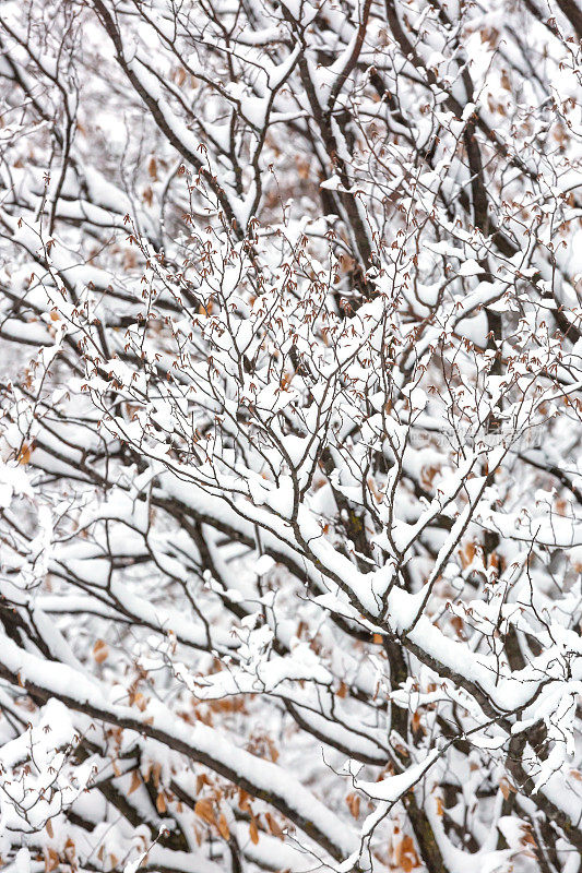 新鲜降雪后的树木特写