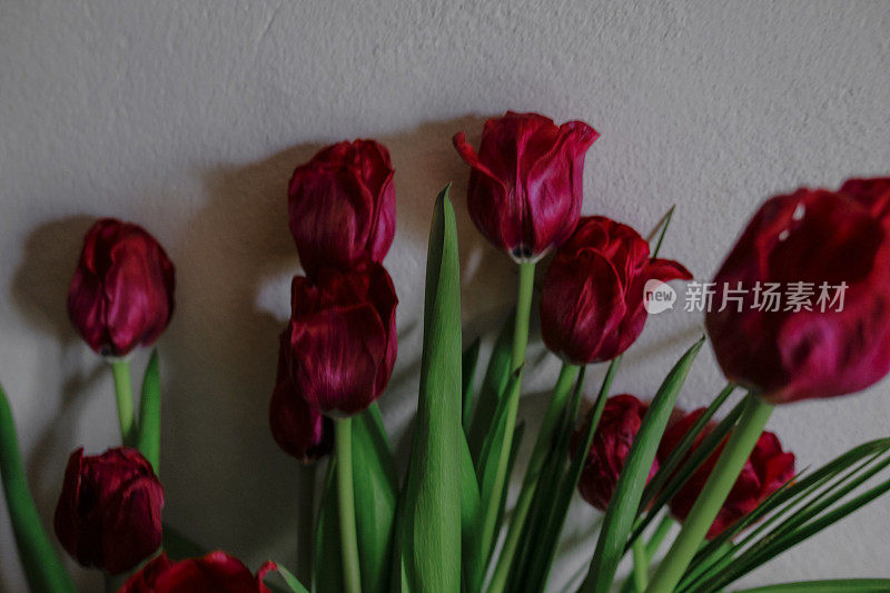 枯萎的红色郁金香近距离的红色郁金香。枯萎的花在墙上汇聚成一束