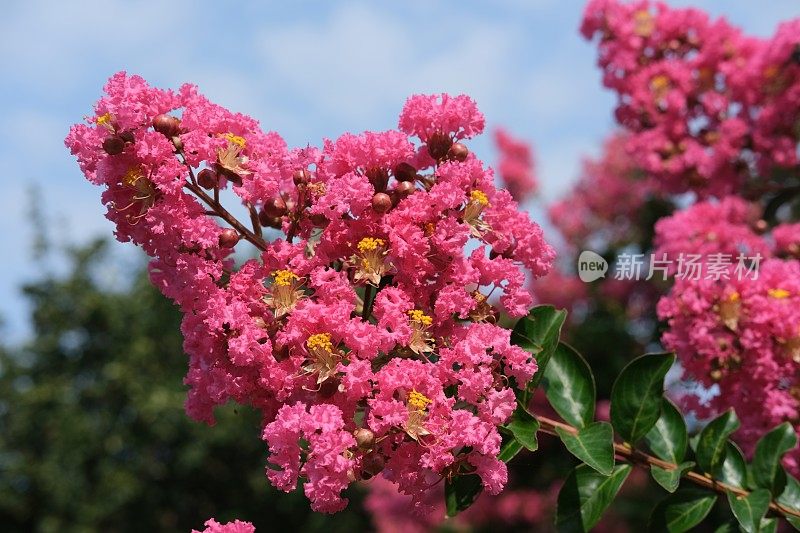 夏季开花的桃金娘树显示那里的活力色彩