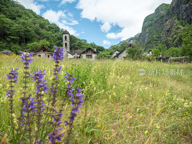 Maggia山谷典型的村庄，前景野花，提契诺，瑞士