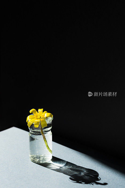 花瓶极简主义。黄花在灰黑色的背景上。概念图形弹簧设计。