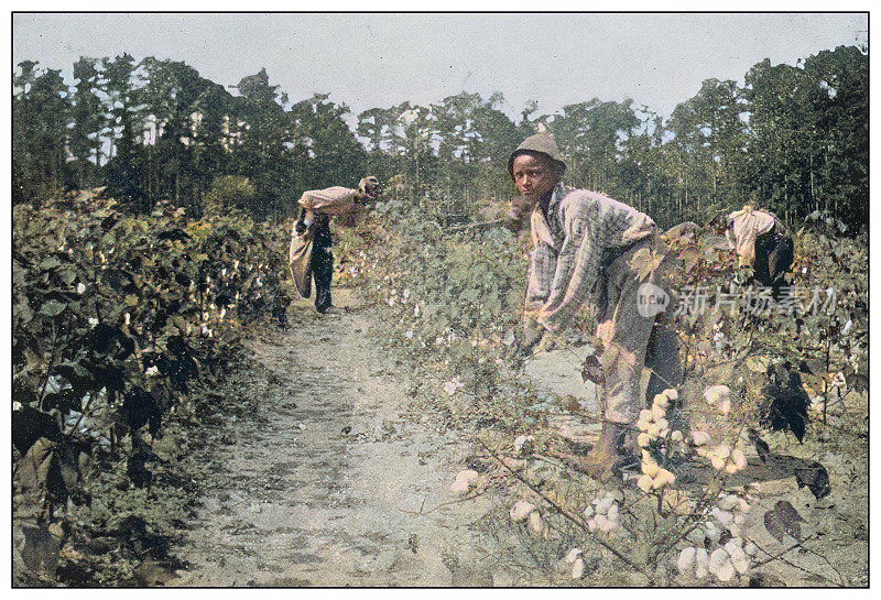 美国古董彩色照片:采摘棉花