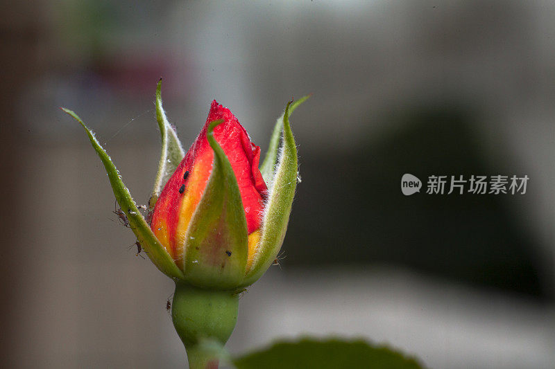 黄色和粉红色的花朵