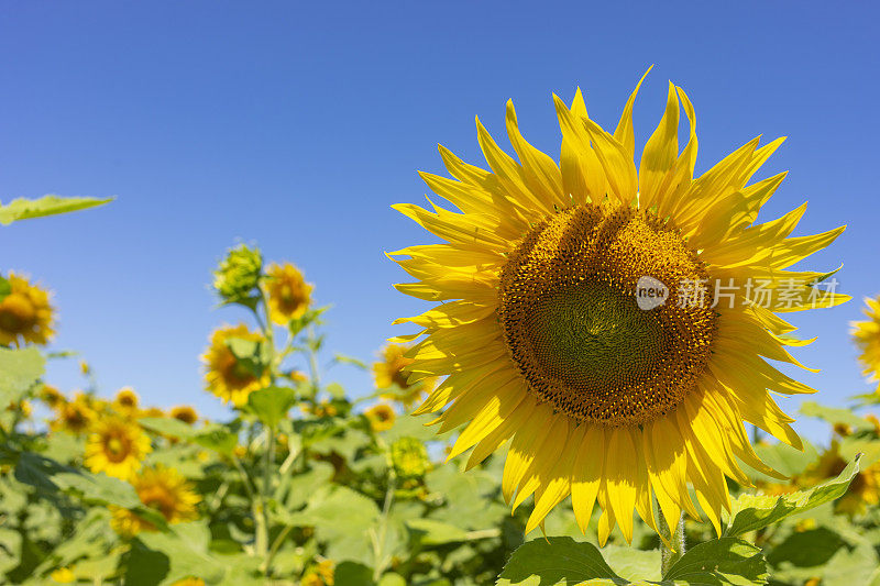 农场上的向日葵田