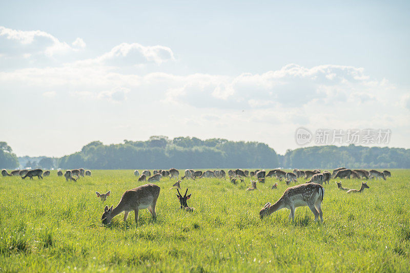 都柏林凤凰公园，一群在阳光下吃草的休闲鹿和小鹿