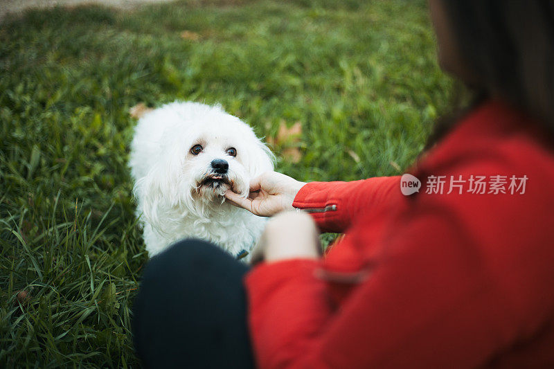 女人与狗