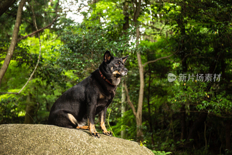 一只狗在森林里的一块大石头上