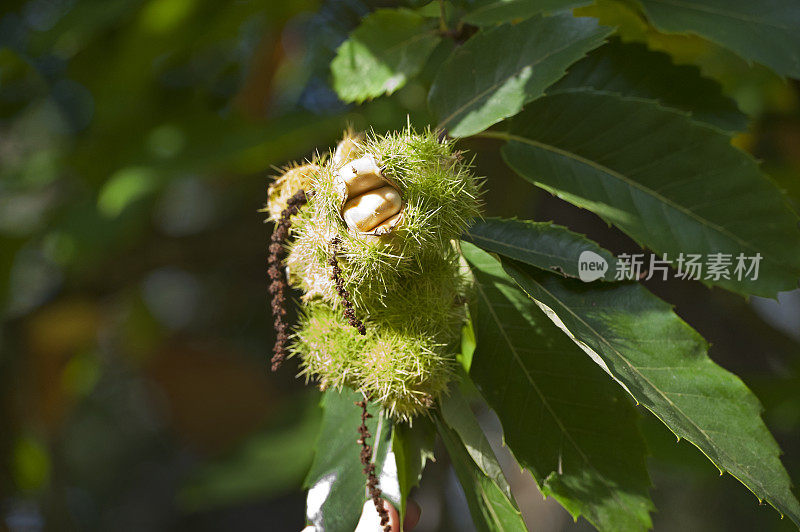 在英国汉普郡的森林和林地，劈开板栗果实的外壳