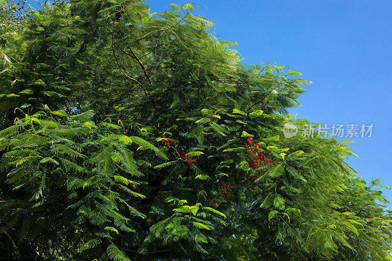 泰国罗望子树顶的细节