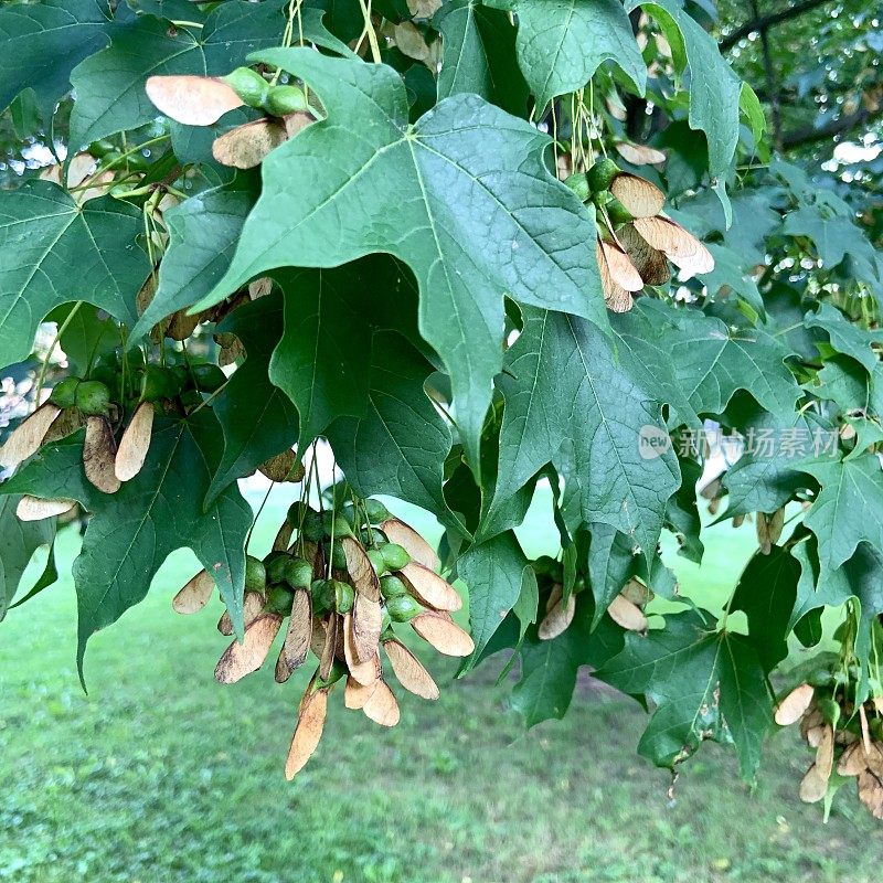 枫树种子和豆荚螺旋桨