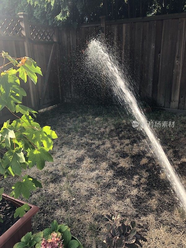 给花园浇水