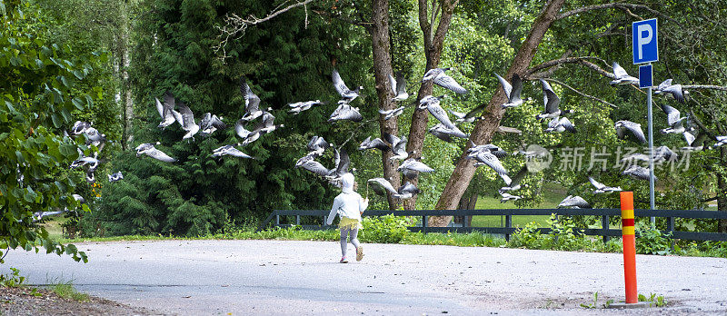 一个白人女孩，6岁，跑去见一群大雁。一大群加拿大野鹅飞走了。