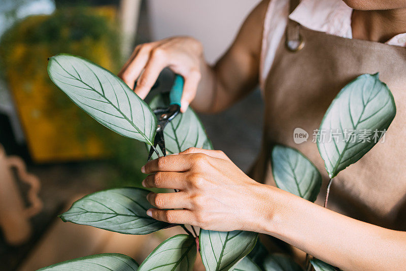 简单的室内植物护理小贴士，让你的植物保持健康