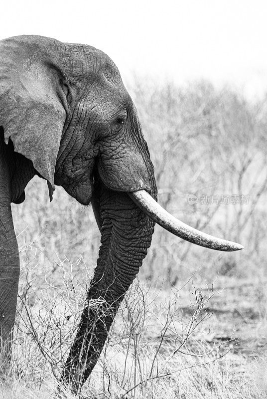 南非克鲁格公园里，长着长牙的非洲公象在路边吃东西