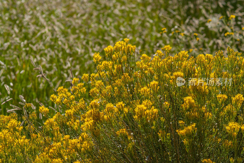 橡胶Rabbitbrush