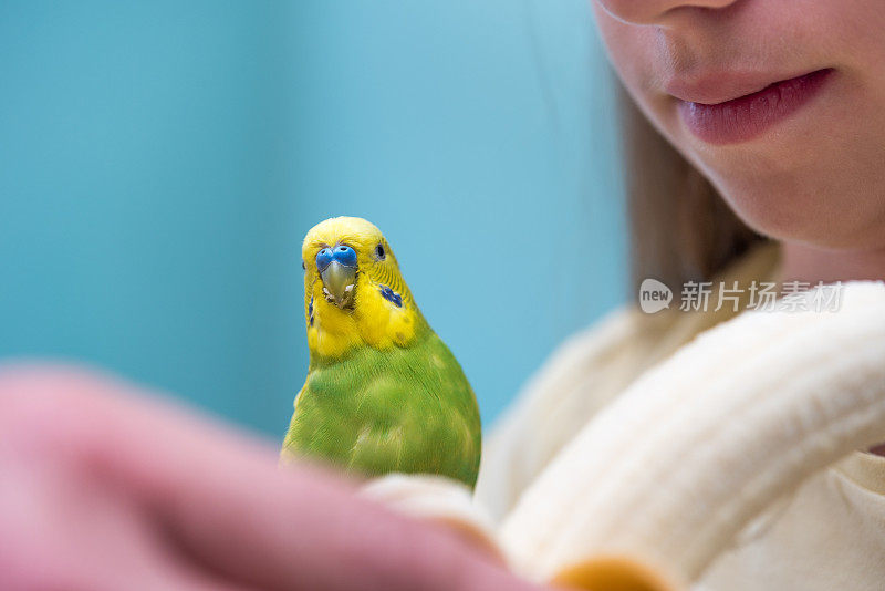 可爱的黄色和绿色的鹦鹉喜欢吃女孩手里的香蕉