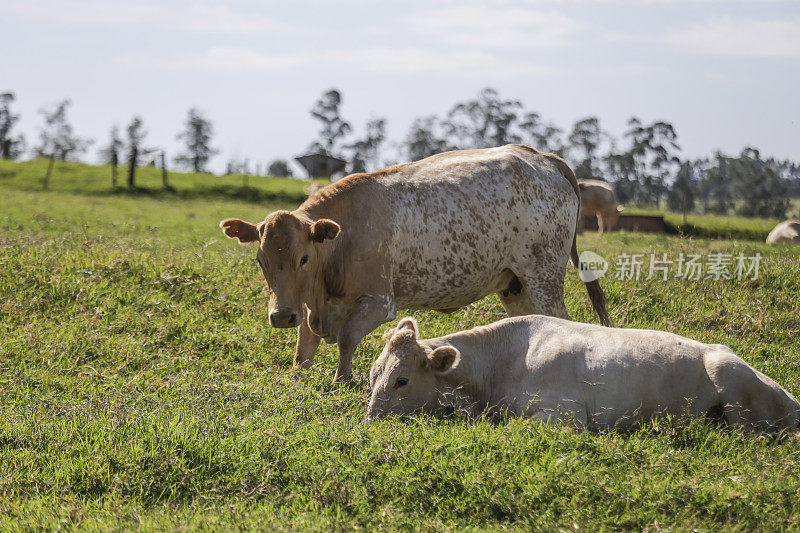 Purun?牛，牛品种的原产地在Paraná州的内陆