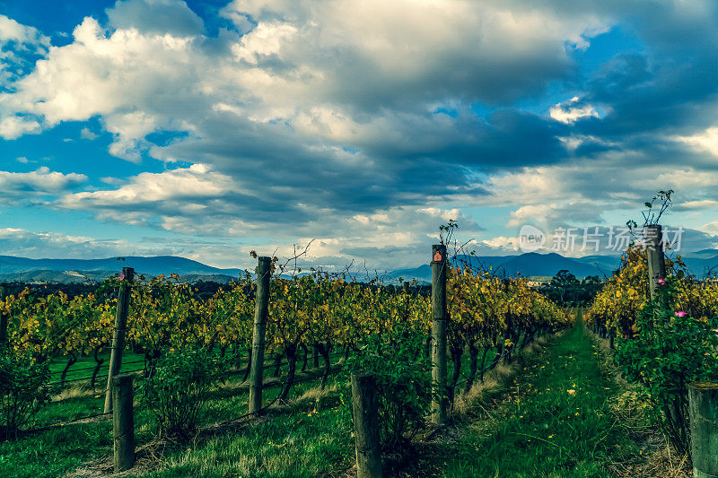 澳大利亚“雅拉河谷”的一个葡萄酒种植园。