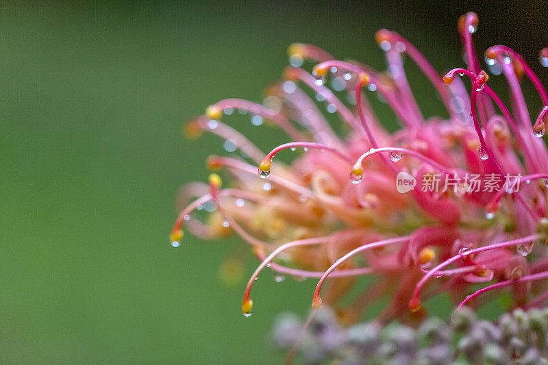 特写美丽的Banksia花雨后，微距摄影，背景与复制空间