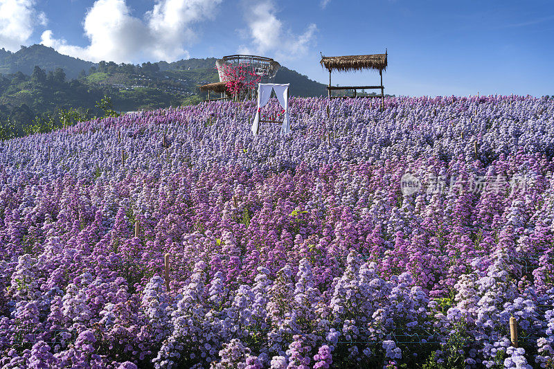 泰国清迈清新的早晨，玛格丽特花田的风景。