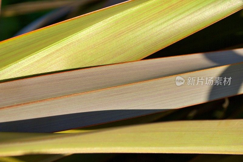 繁茂的绿色新西兰亚麻(Phormium)叶子背景