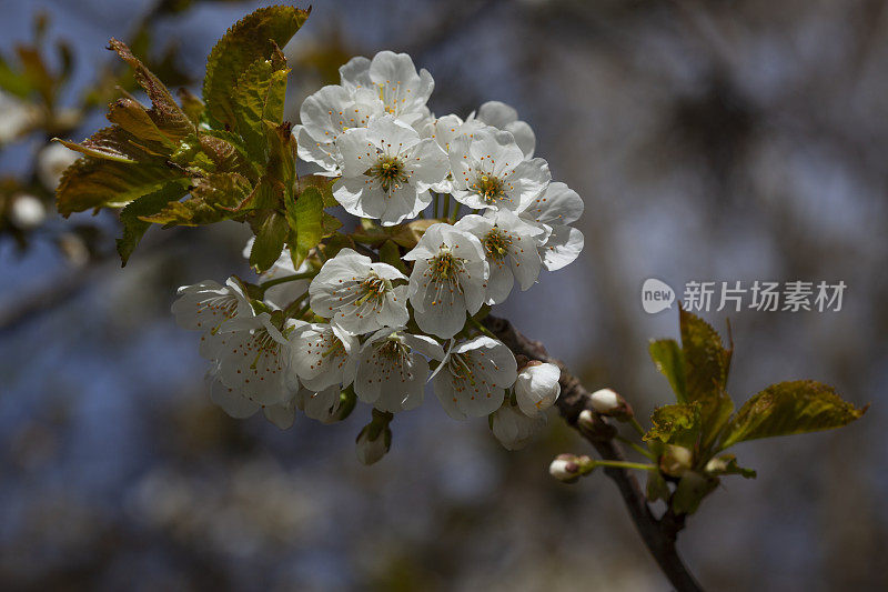 樱桃树开花