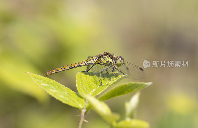 普通飞镖蜻蜓