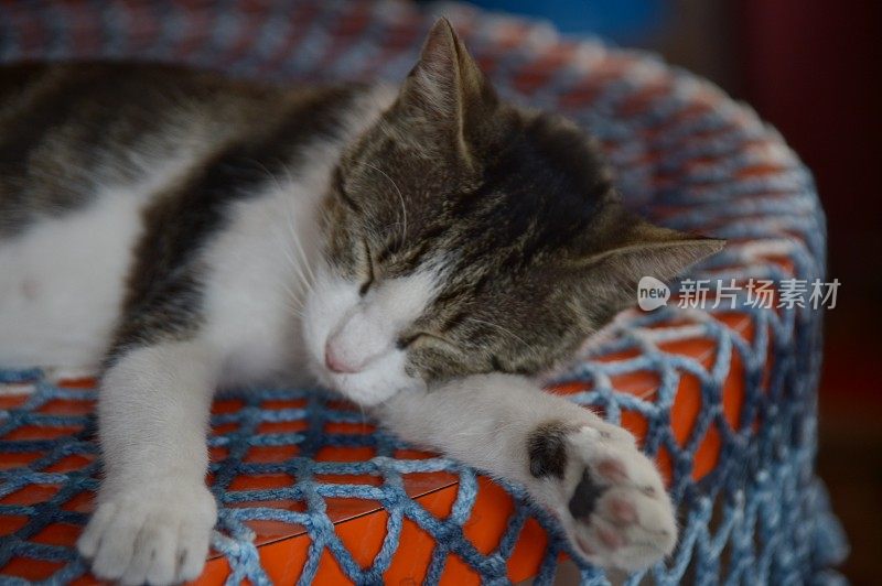 棕色和白色相间的毛茸茸的东方短毛猫躺在红色的桌子和蓝色的钩针桌布上