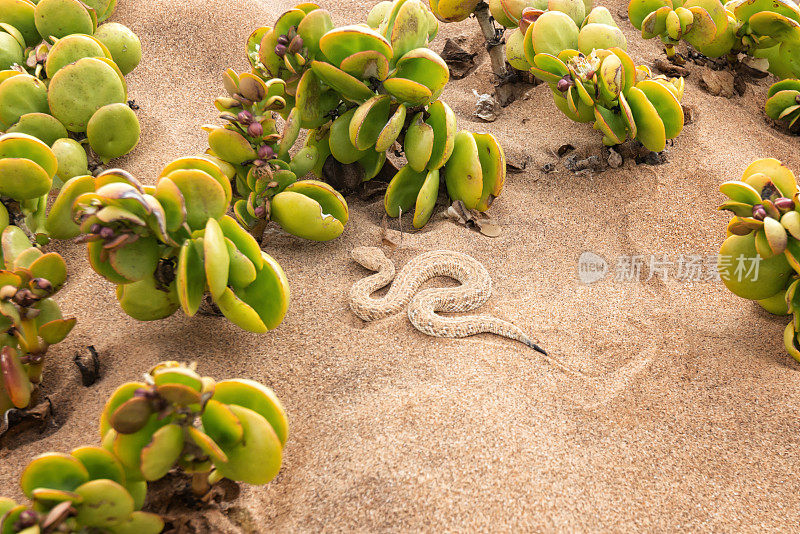 纳米布沙漠中有毒的侏儒泡芙蝰蛇是一种地方性物种