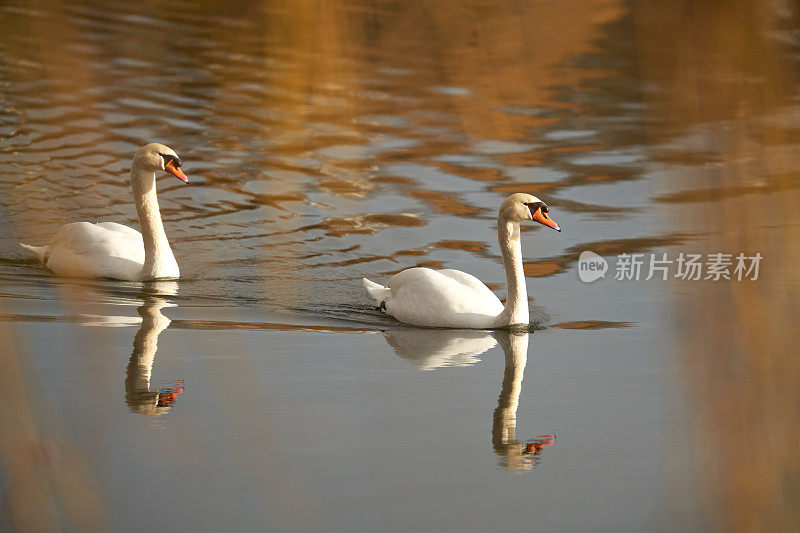 一对天鹅游过湖面。2只白色的鸟在温暖的水中反射。侧视图。