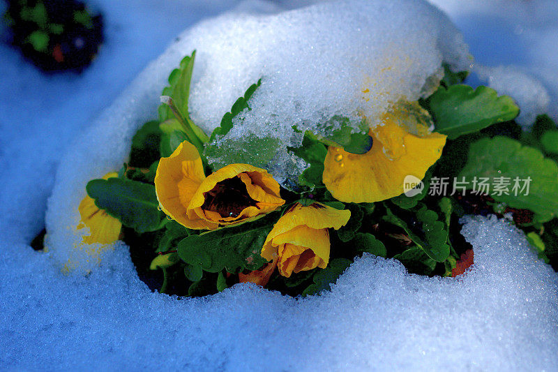 冬花迎雪:三色堇